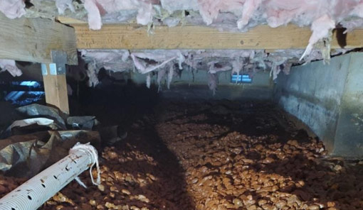 Mold Remediation